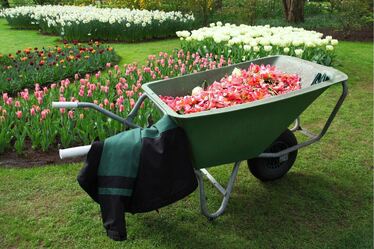 Planted flowers with a wheelbarrow in the foreground with more flowers in it