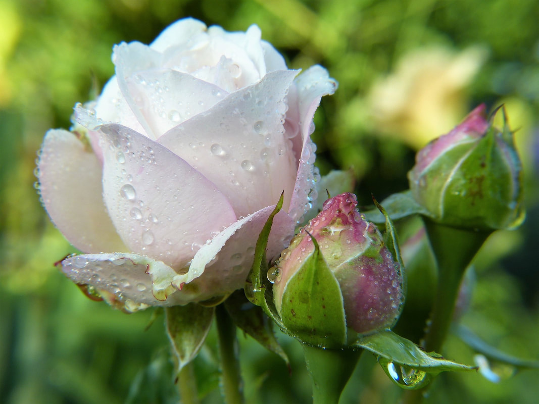A white rose and rose buds with dew drops on them